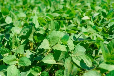 Close up on field Stock Photos
