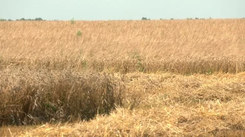 Close-up of a field of ripe wheat Stock Footage 321828769