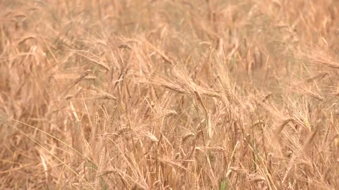 Close-up of a field of ripe wheat Stock-Footage 323617378