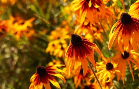 Close up of a field of rudbeckia hirta, also known as black eyed Susan flow.. Foto stock