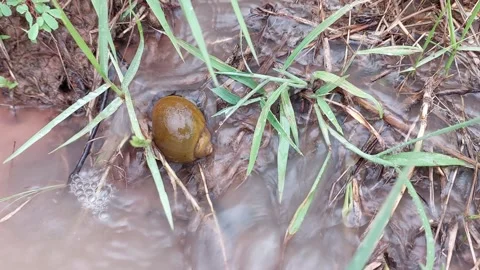 Close up of a field snail in water stream flowing through agricultural paddy Stock-Footage 336700774