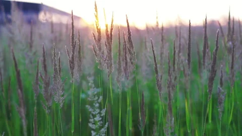 Close up of a field with sprouts. Green background. Sunset on background Video stock 214856999