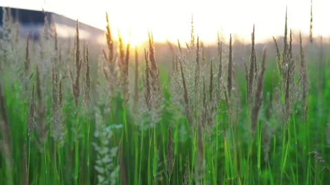 Close up of a field with sprouts. Green background. Sunset on background 스톡 동영상 214857001