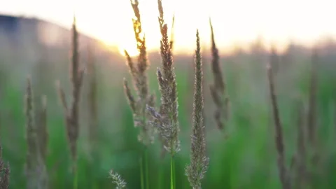 Close up of a field with sprouts. Green background. Sunset on background Video stock 214857316