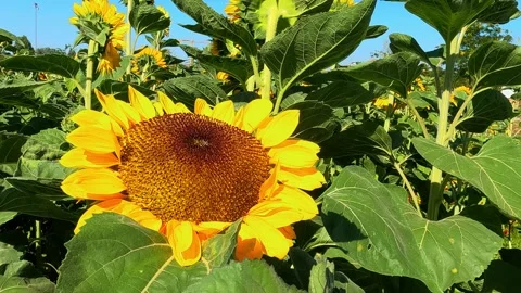Close-up of a field of sunflowers Stock Footage 291343392