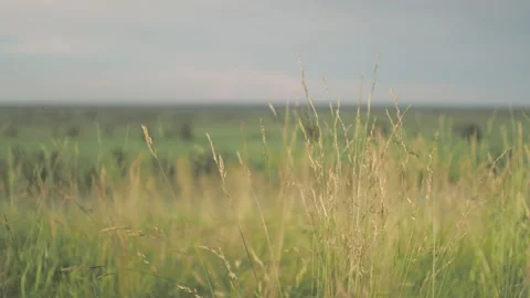 Close up of a field swaying in the wind Stock Footage 155954270