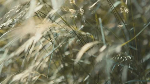 Close up of a field of tall grass swaying in the wind, slowmo Stock Footage 276096627