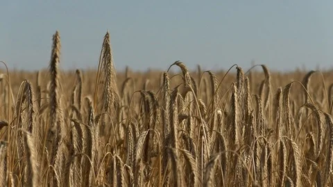 Close-up of a field of wheat, agricultural plants, clear blue sky, soft wind Stock Footage 113816632