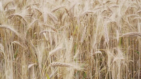 Close up of field of wheat Stock Footage 144091637