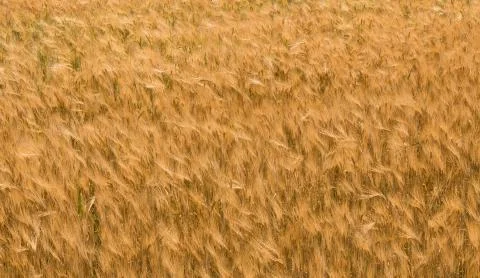 Close up of a field of wheat Stock Photos