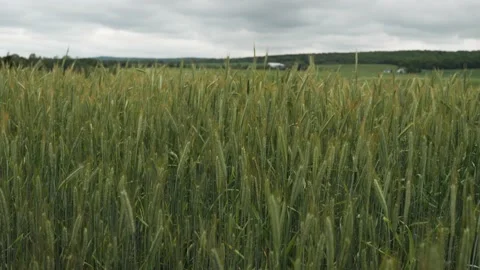 Close up field wheat summer spring agriculture country green nature Stock Footage 156203299