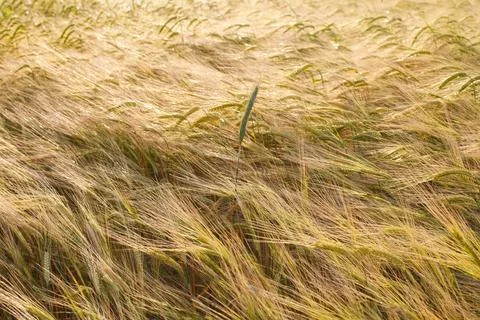 Close-up of a field of wheat in the sunset rays of the sun. background wheat Stock-Fotos
