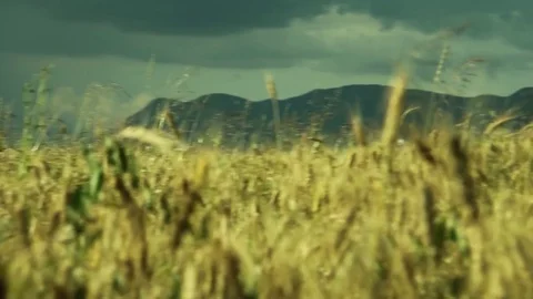 Close up of a field of wheat in the wind and bright sun, with blue sky and pu Stock Footage 72266123