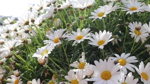 Close-up of the field of white chamomile flowers, soft pastel colors.  Stock Footage 171759949