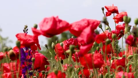 Close-up of field of wild red poppies with selective focus Stock Footage 178948746