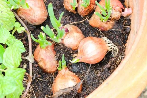 Close up fields of onion in the pot Stock Photos