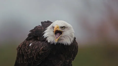 Close-up of a fierce bald eagle with open beak, expressing power and intensity Stock Footage 304129977
