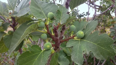 Close-up of fig fruit on a branch Stock Footage 79618003