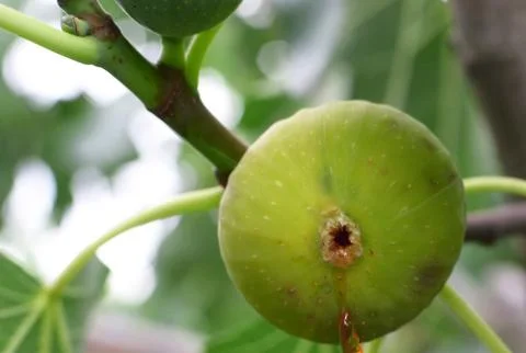 Close up of a fig fruit Stock Photos