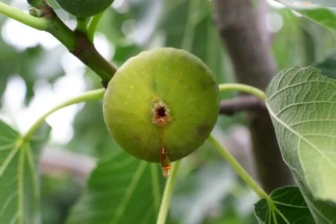Close up of a fig fruit Foto stock