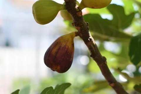 Close-up of a fig fruit on a tree. Fig tree brown turkey. Growing fruits at the Stock Photos