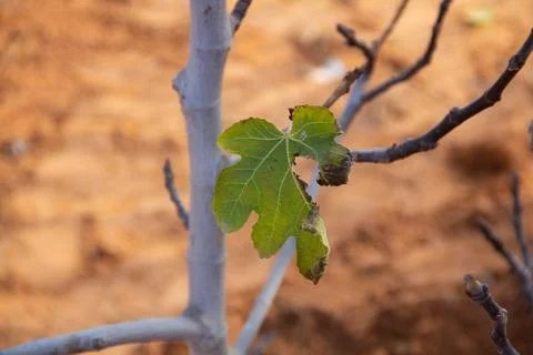 Close-Up of a Fig Leaf on a Branch with Blurred Background Stock Photos