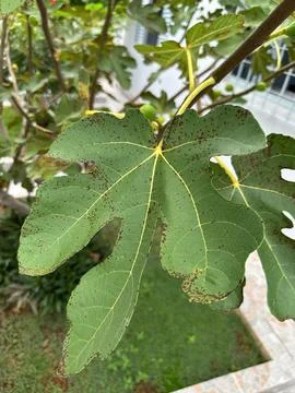 Close-up of fig leaf Stock Photos