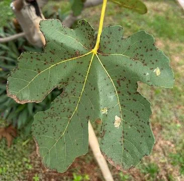 Close-up of a fig leaf with spots Stock Photos