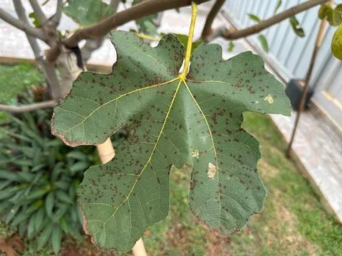 Close-up of fig leaf with spots Stock Photos