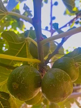 A close-up of a fig tree branch adorned with unripe figs 스톡 사진