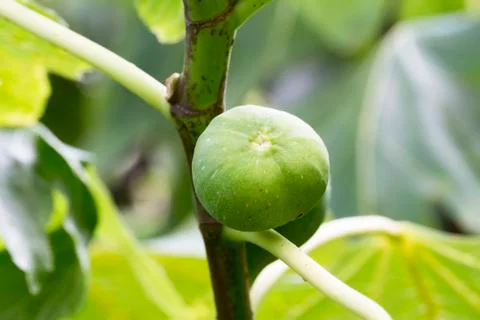 Close-up of fig on the tree Foto stock
