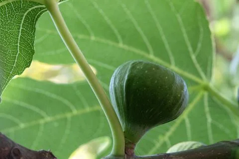 Close Up Of A Fig Tree Stock Photos