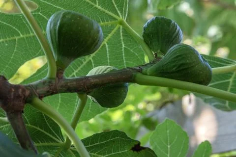 Close Up Of A Fig Tree Stock Photos
