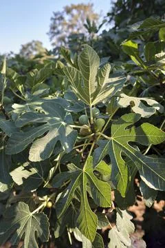 Close-up of fig tree with ripe figs fruits and leaves Foto stock