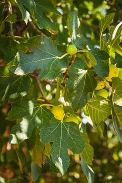 Close-up of figs growing on a tree during summer Stock Photos