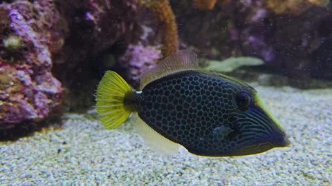 Close up of a filefish Stock Footage 266201226