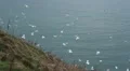 Close filming of a big swarm of white seagulls flying at the edge at the ocean HD Footage