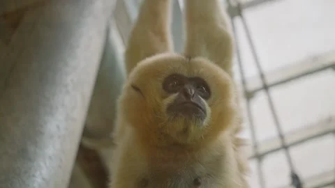 Close-up filming monkey. Cute little red monkey macro shot in the zoo. Stock Footage 248436448