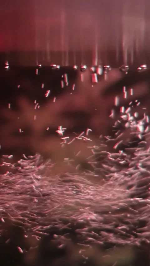 Close-up of a filter in an aquarium with fish Aquarium filter bubbles Stock Footage 302100683