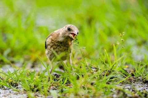 Close-up of a finch, takes a bite of grass. A pool of water in the green grass Stock Photos