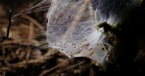 Up close, a finely spun web glistens amidst the natural surroundings, an Stock Footage 245404074