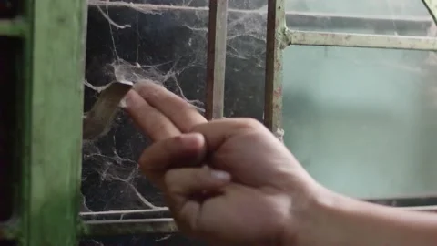 Close Up of Fingers Cleaning Thick Cobwebs from Old Window with Metal Trellis Stock-Footage 335142292