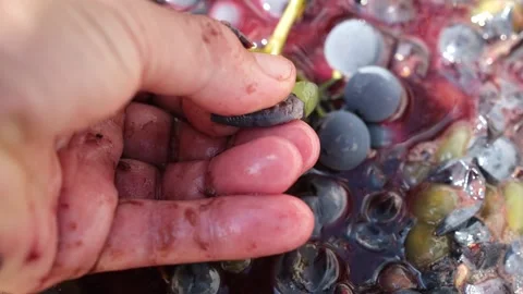 Close-up, fingers crush a single grape. Stock-Footage 345641208