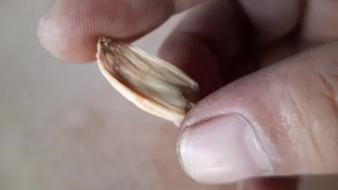 Close up fingers holding a small light brown dried plant seed against a sof.. Stock Footage 324824219