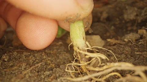 Close Up of Fingers Inspecting a Damaged Melon Stem And Exposed Roots Eaten by P Stock Footage 342597261