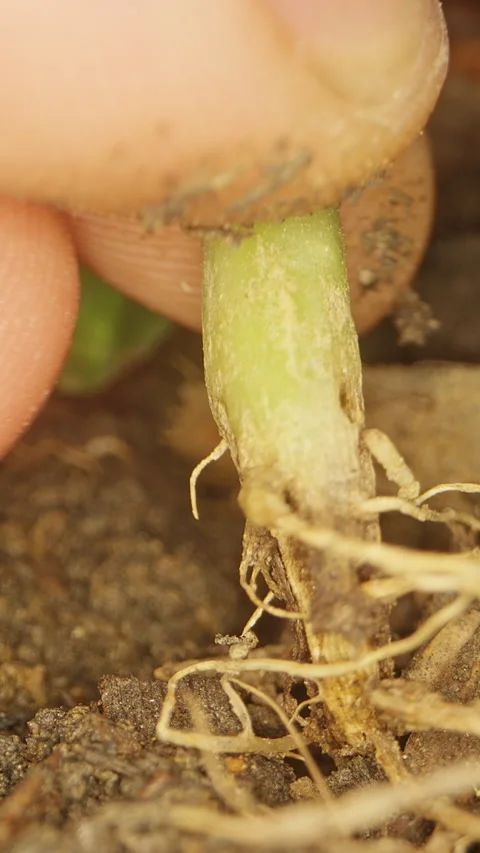 Close Up of Fingers Inspecting a Damaged Melon Stem And Exposed Roots Eaten by P Video stock 342597656