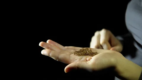 Close-up of fingers move a seed of flax in hand on a black background. Stock Footage 86394071