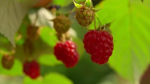 Close-up of fingers picking raspberry from a bush Stock Footage 115640443