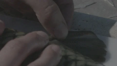 Close Up of Fingers Pulling Up Fish Fin and Measuring Stock Footage 149507420