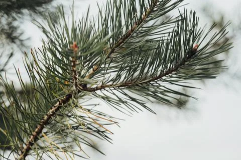 Close Up of the Fir Branch of Tree Stock Photos